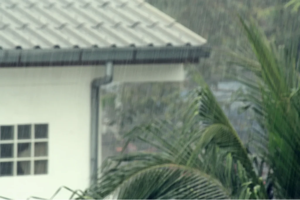 Consejos para prevenir plagas en temporada de lluvias en querétaro