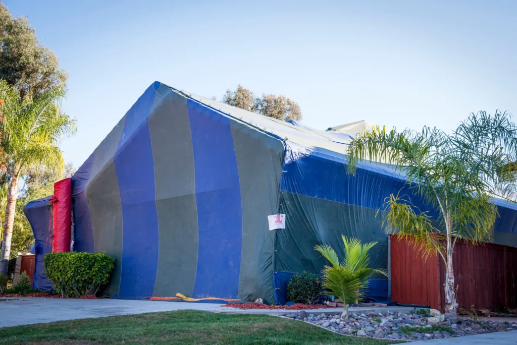 Fumigación de termitas en querétaro protección garantizada por un año